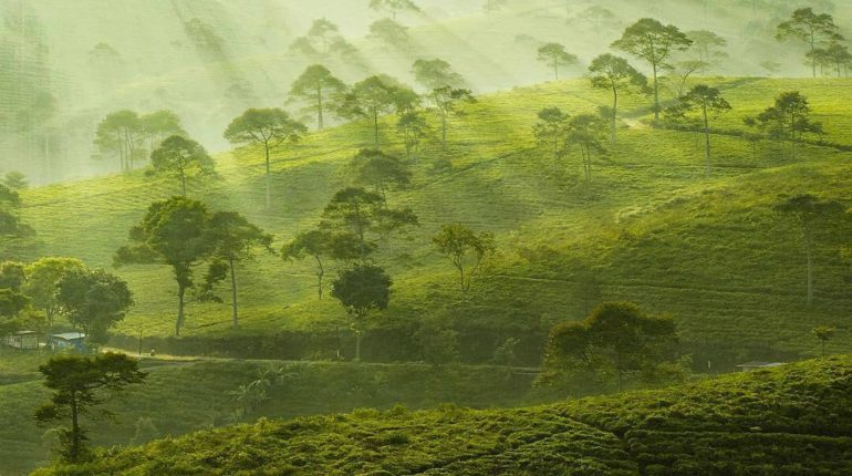 Tea Plantation Kemuning