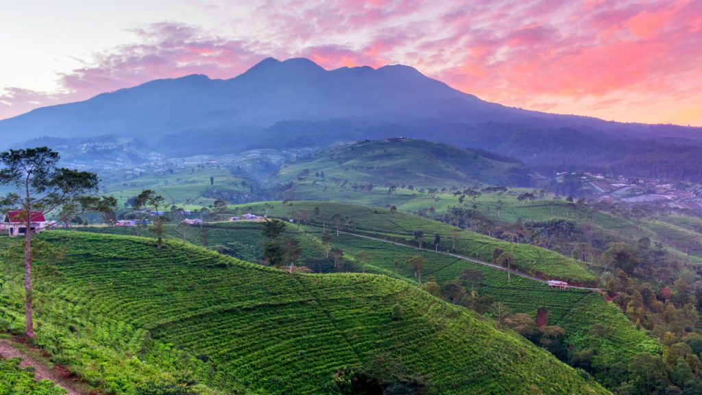 9 Tempat Wisata Karanganyar yang Recomended Kebun Teh Kemuning 1280x720 1024x576